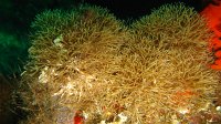 080 Salicornaire (Cellaria sp)